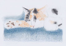 Faule Hauskatze
