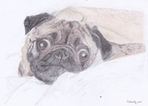 Schlafender Hund